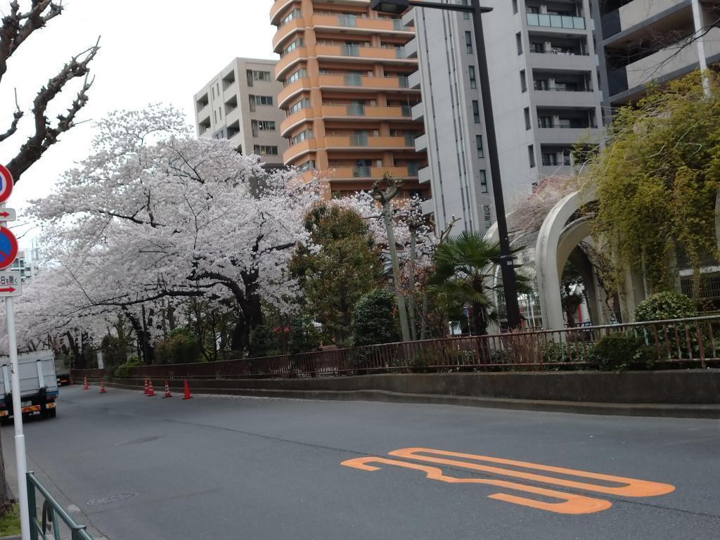 Under the cherry blossom tunnel cherry blossoms on the Hamacho Green Road, a "front shot" pilgrimage in a school bag