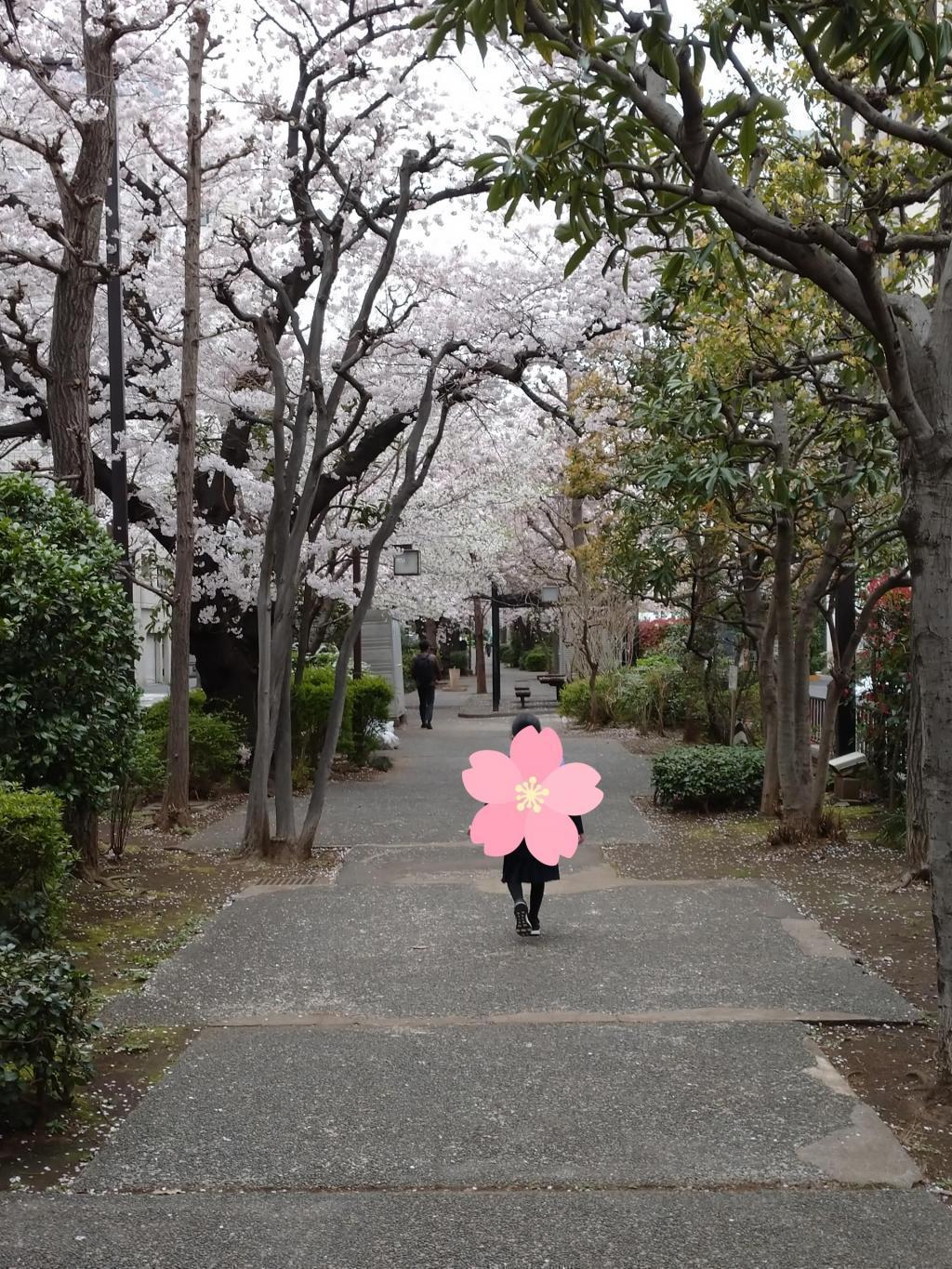  "Photo shoot" pilgrimage in a school bag under the cherry blossoms