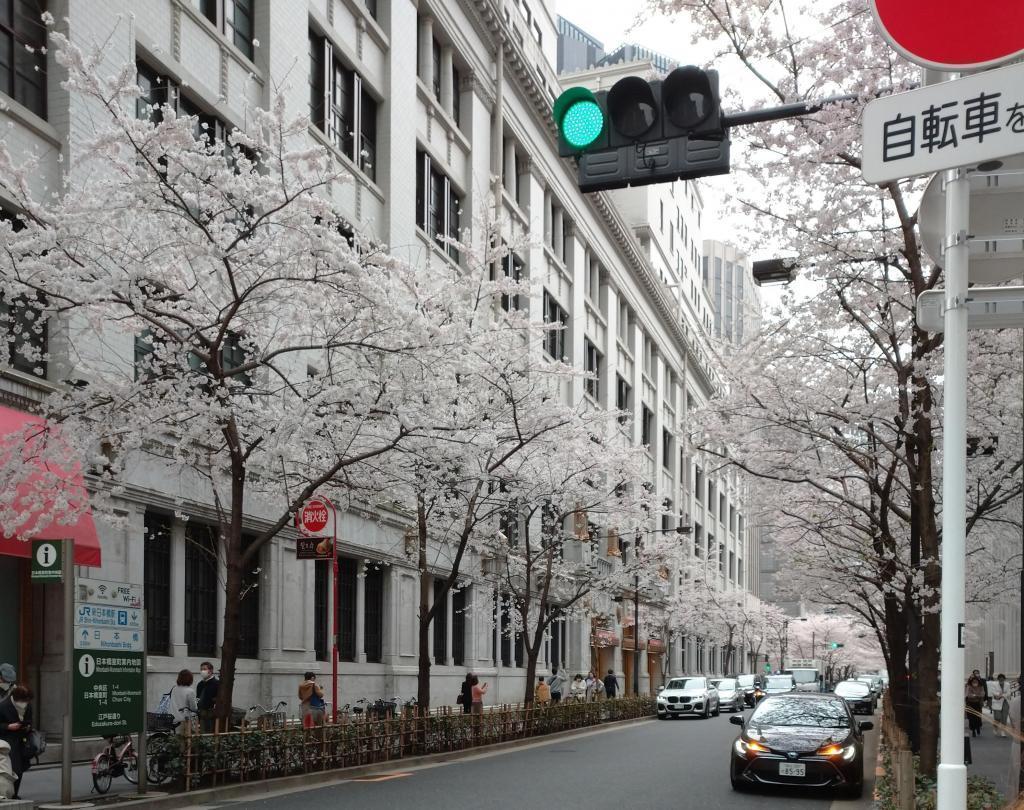 I'm sorry. The main building of the Bank of Japan Main Store is also wonderful! "Photo shoot" pilgrimage in a school bag under the cherry blossoms