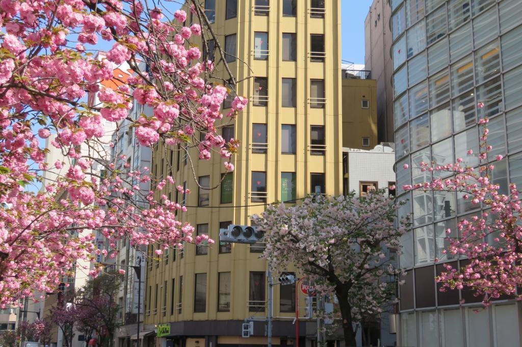 The dark and glossy Sekiyama Ginza Sakura-dori St. Yaezakura is in full bloom