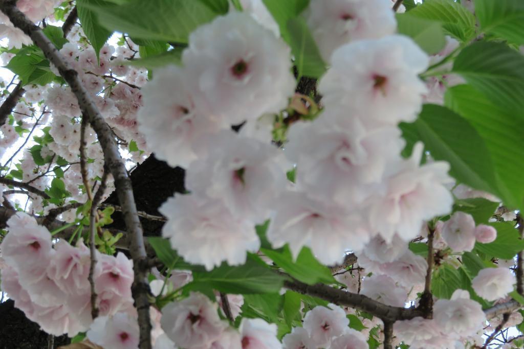 The neat and pale color Kazuha Ginza Sakura-dori St. Yaezakura is in full bloom