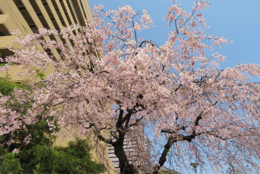 The weeping cherry tree is wonderfully Yae-zakura in the front yard of the Asahi Shimbun Tokyo headquarters.