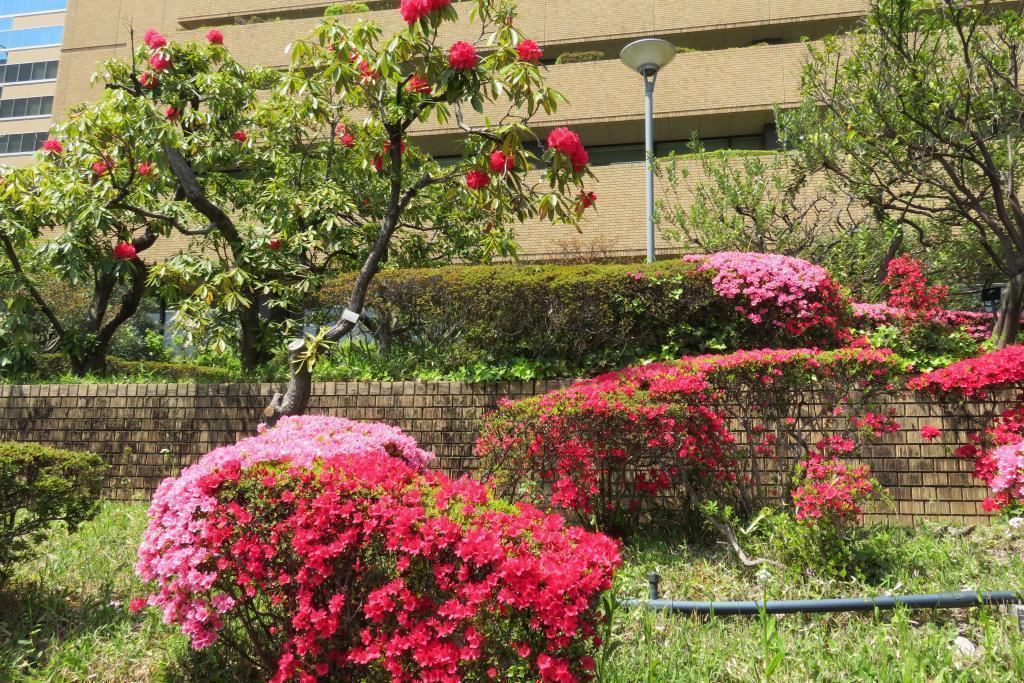 Azalea, Western Shakunage Asahi Shimbun, Yae-zakura in front yard of Tokyo head office, Azalea is wonderful.