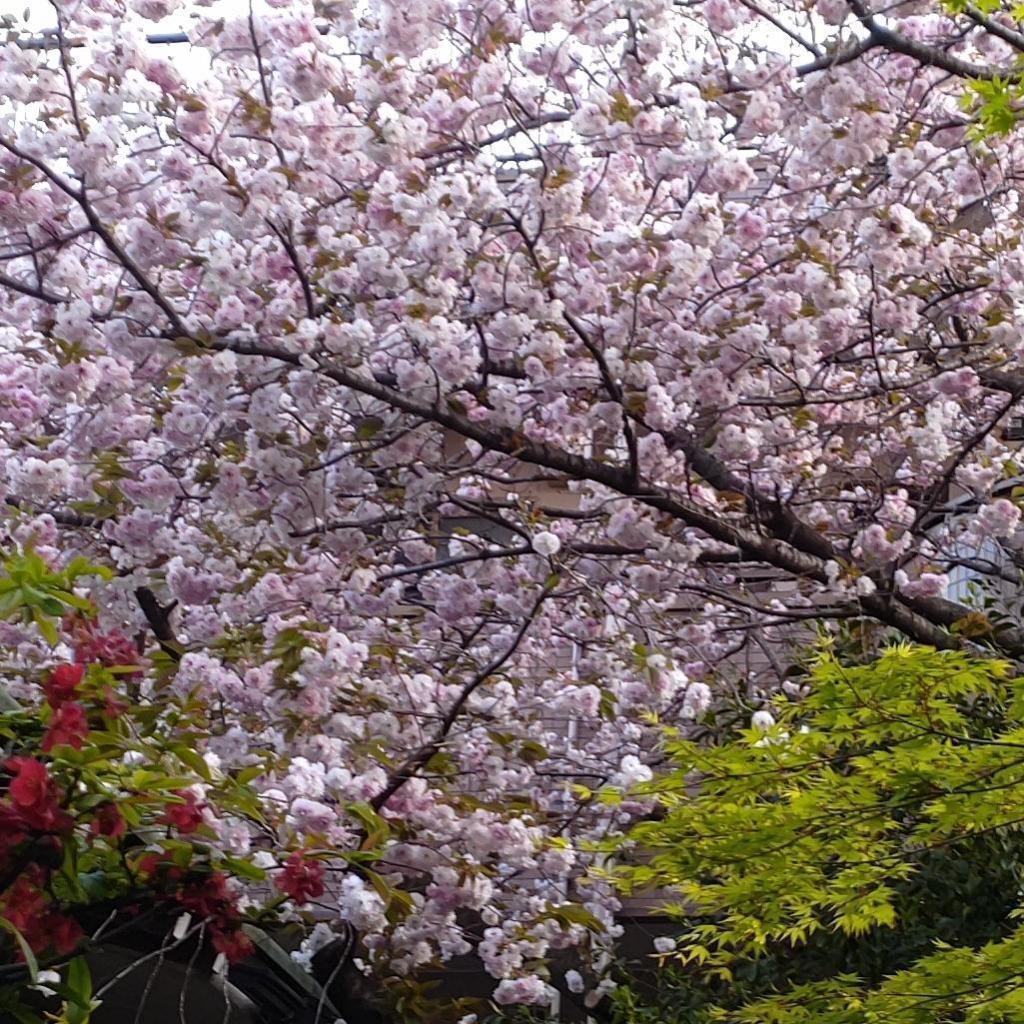 Flowers in the precinct bulletin board in April 2022