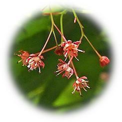  Flower season of Japanese maple 2022