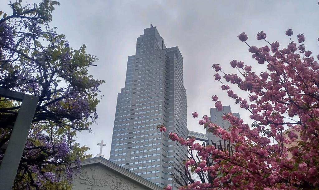 Catholic Tsukiji Church Wisteria Flowers Competition with Yae-zakura Catholic Tsukiji Church and St. Luke's are in full bloom.