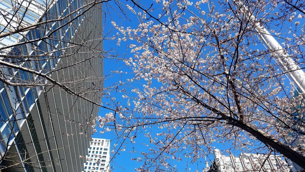  Cherry blossoms in October