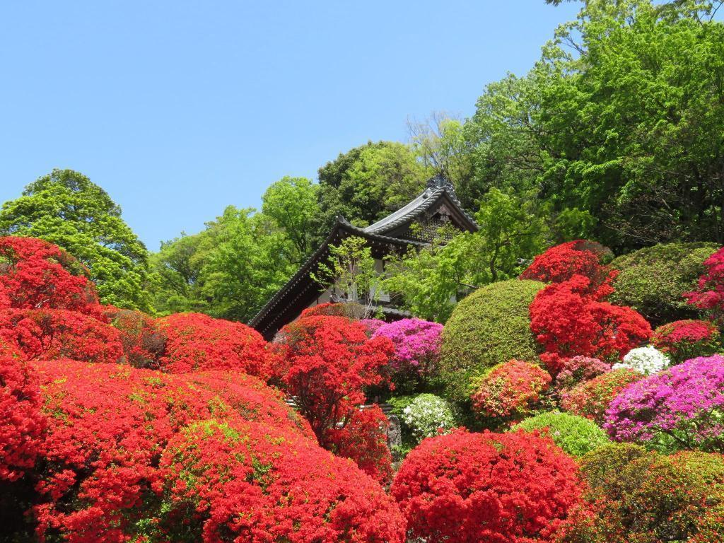  From spring to summer…Azalea wisteria…Hamarikyu Onshi Garden
