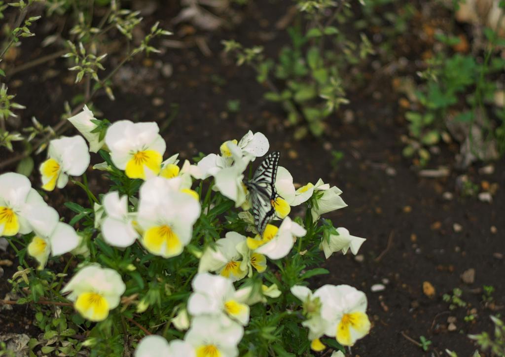 There were butterflies at Kaedegawa Shintomibashi Park.