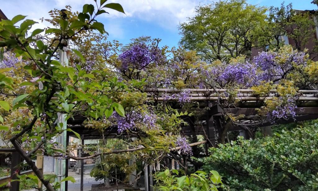  Reitaisai festival of Sumiyoshi, wisteria flower