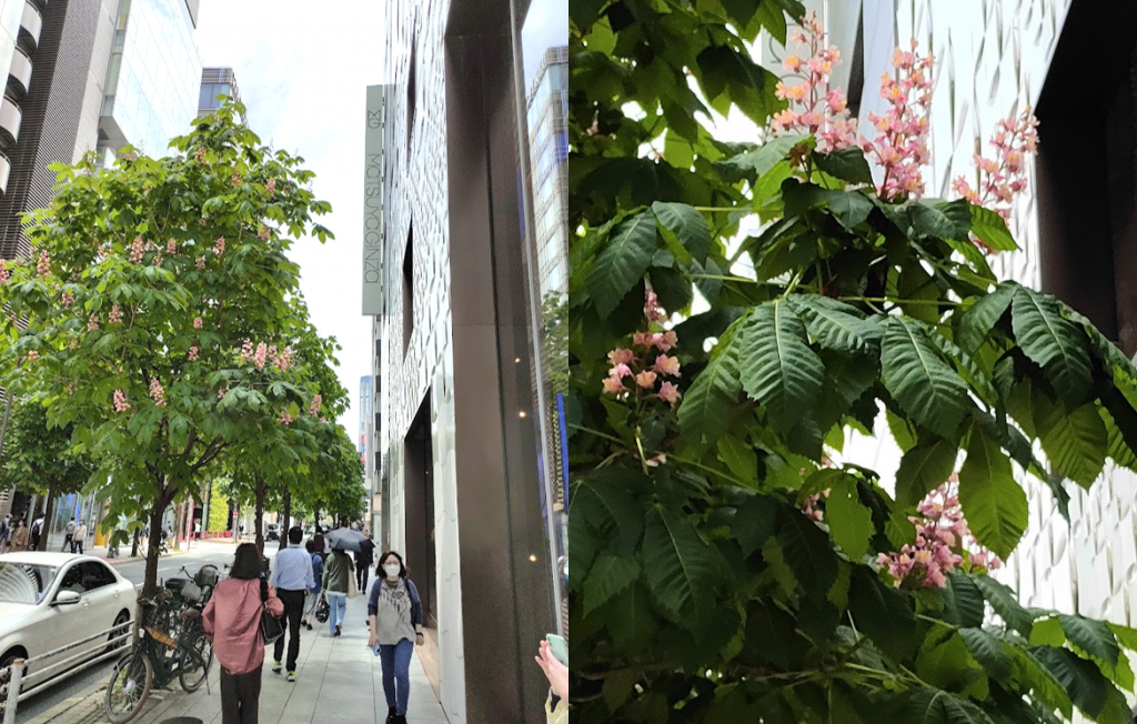  "Marronnier" is in bloom. Ginza Maronie Street