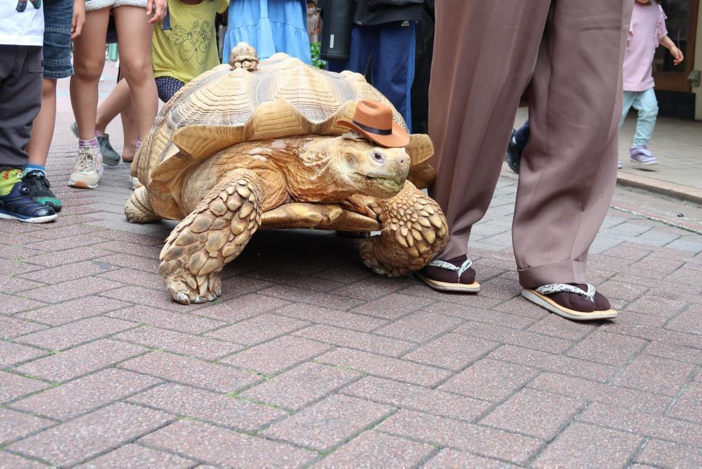 Tsukishima's specialty! Encounter the riku turtle "Bon-chan"! Chuo-ku alley back exploration series [Tsukishima, Tsukuda Island]