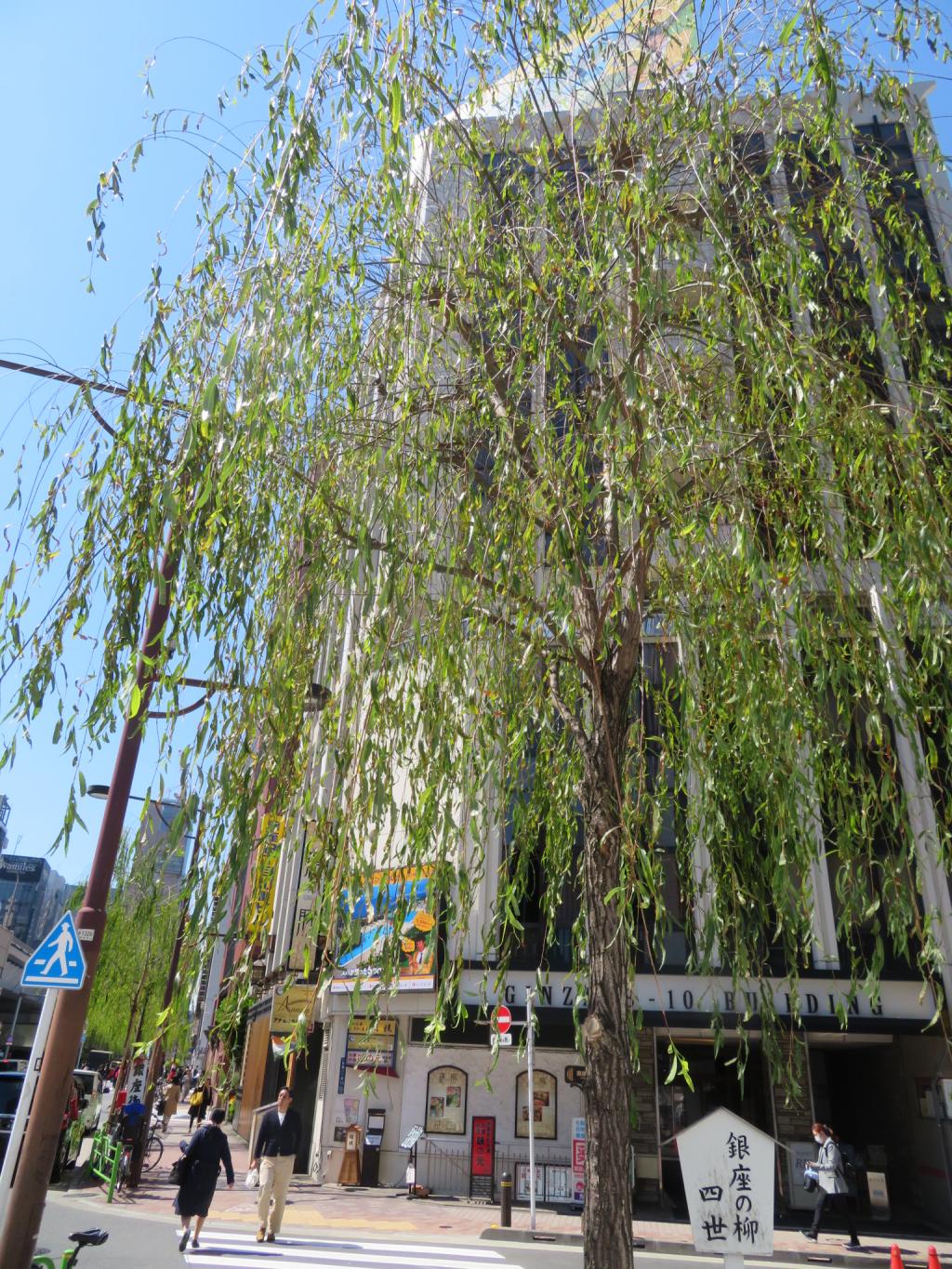 Gomon-dori "Shiseiyanagi" "Ginza willow" Ginza willow festival dancing in the spring breeze