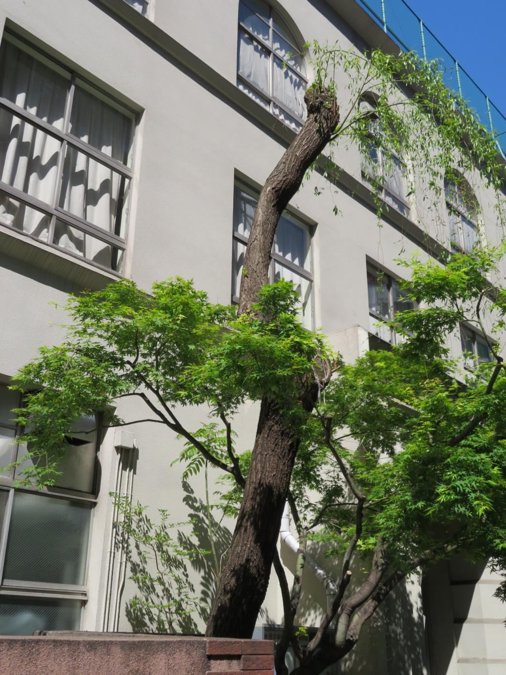 Yasuaki Elementary School "Ginza II's willow" Ginza willow festival dancing in the spring breeze "Ginza willow"