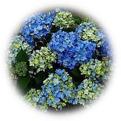  2022 Hydrangea Garden in Early Summer