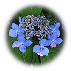  2022 hydrangea "Yama Hydrangea"