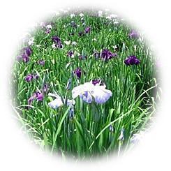  2022 Edo horticultural culture "Japanese iris"