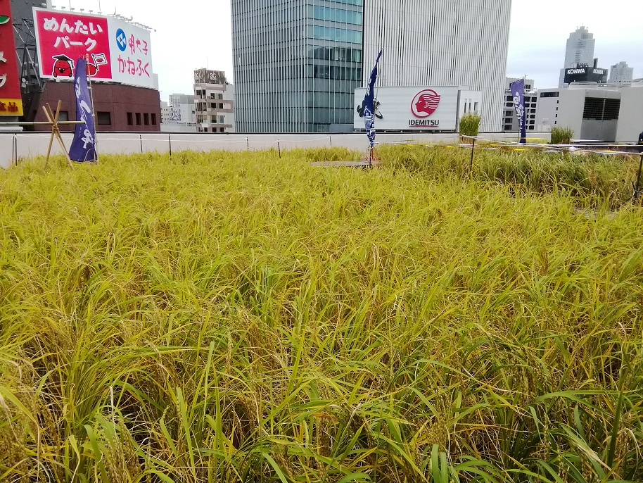  "Rice sake made in Ginza"
"Hakuzuru Shoun Junmai Daiginjo Ginza Tenku Farm Hakuzuru Nishiki"
　Limited release of 40 bottles
　　　~ Hakutsuru Sake Brewery ~