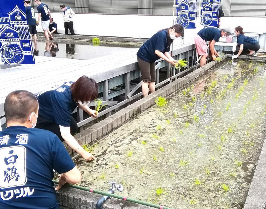  "Hakuzuru Ginza Tenku Farm" This year in 2022 is also rice planting.
　　~ Hakutsuru Sake Brewery ~