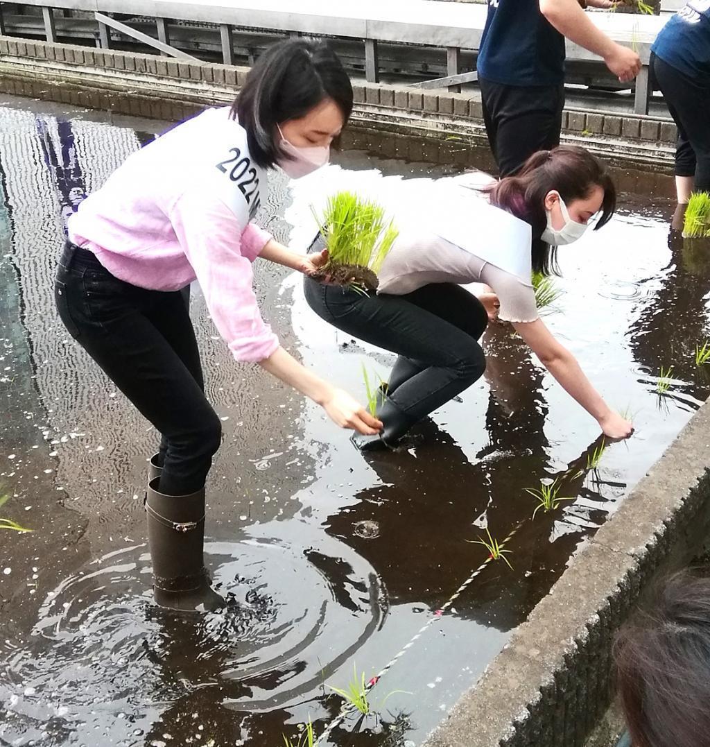  "Hakuzuru Ginza Tenku Farm" This year in 2022 is also rice planting.
　　~ Hakutsuru Sake Brewery ~