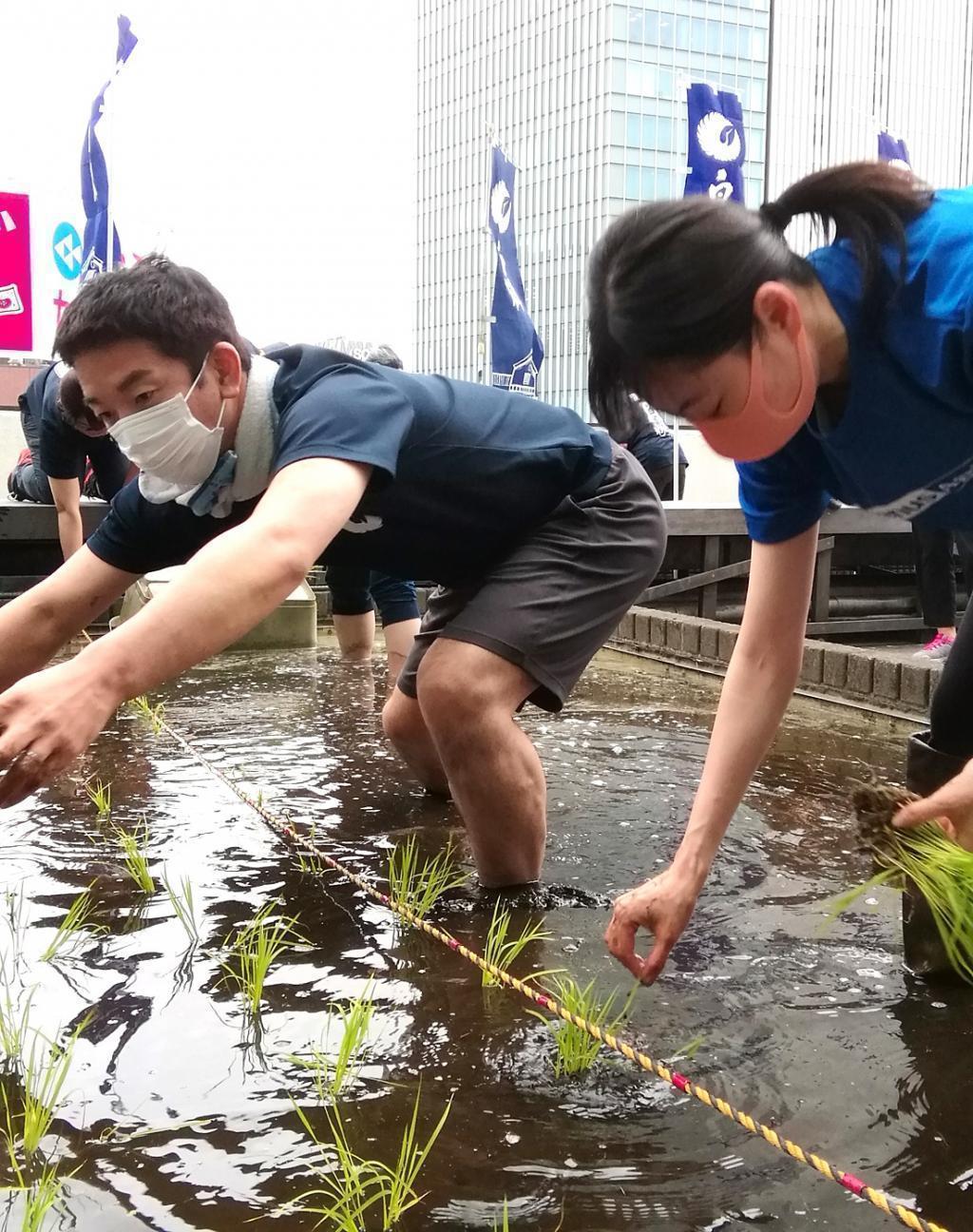  "Hakuzuru Ginza Tenku Farm" This year in 2022 is also rice planting.
　　~ Hakutsuru Sake Brewery ~