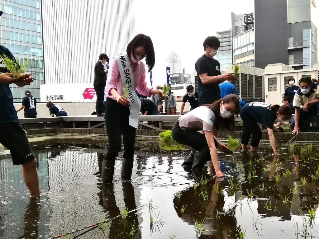  "Hakuzuru Ginza Tenku Farm" This year in 2022 is also rice planting.
　　~ Hakutsuru Sake Brewery ~