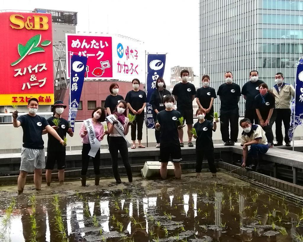  "Hakuzuru Ginza Tenku Farm" This year in 2022 is also rice planting.
　　~ Hakutsuru Sake Brewery ~