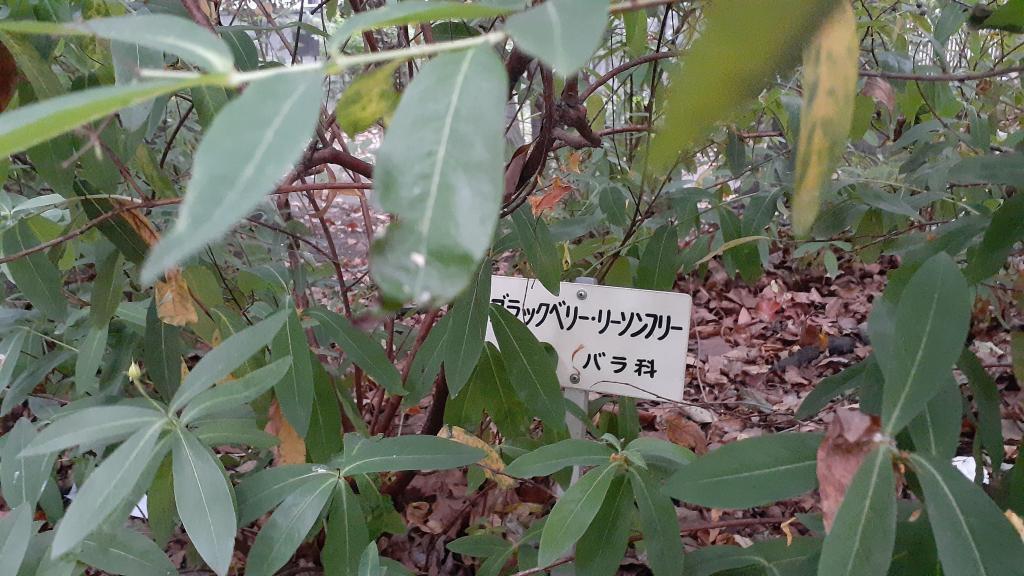  "Fruit and Herb Sample Garden" where karin and sage grow.