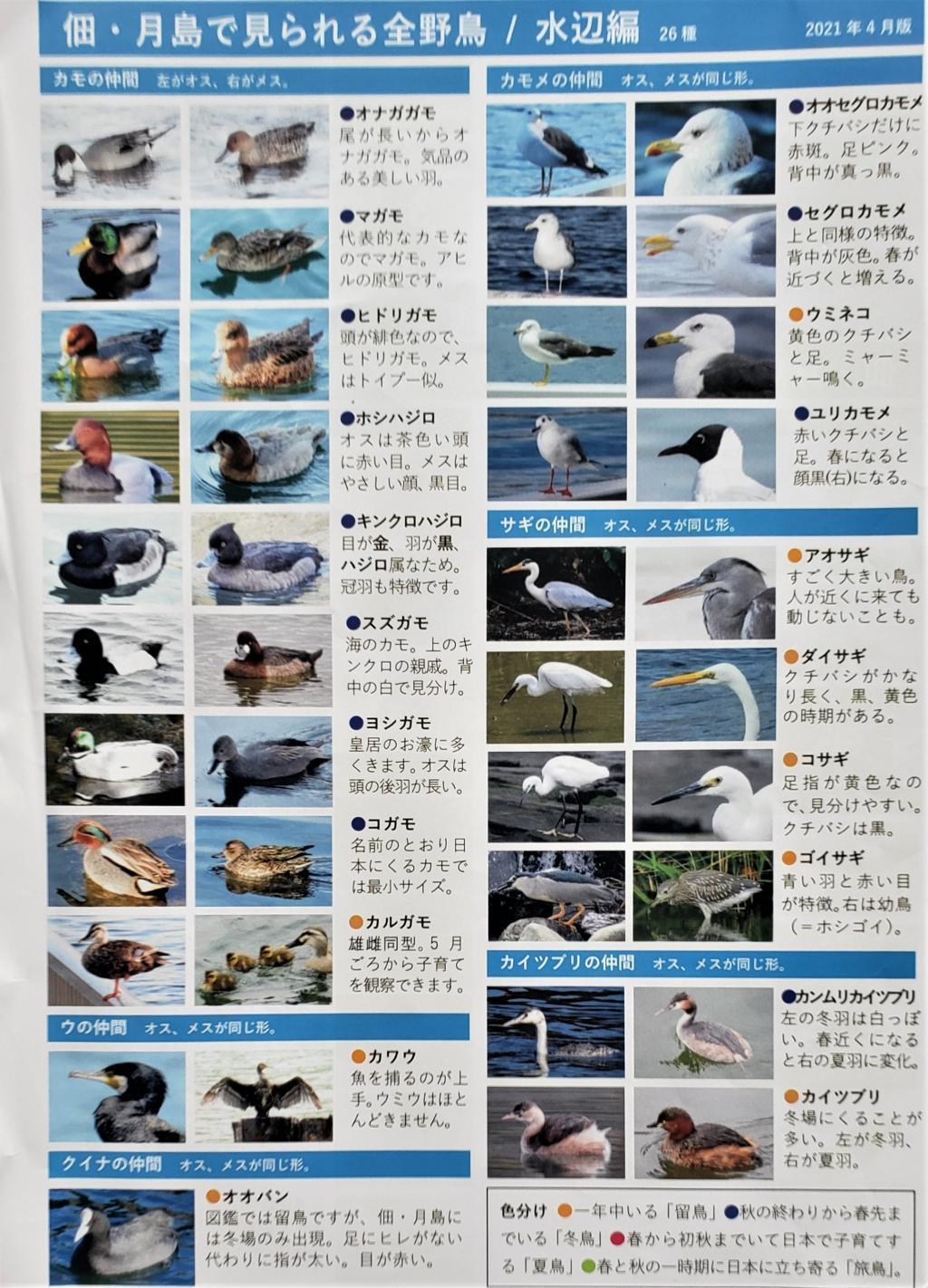  Tsukuda Tsukishima Newspaper "Wild Bird List" was very useful.