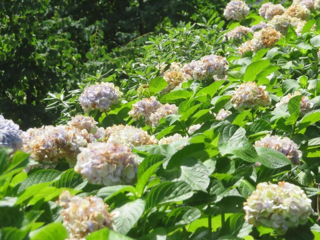 The rooftop garden of Tokyo Square Garden is extremely hot.…Visit the rooftop garden in Chuo-ku
