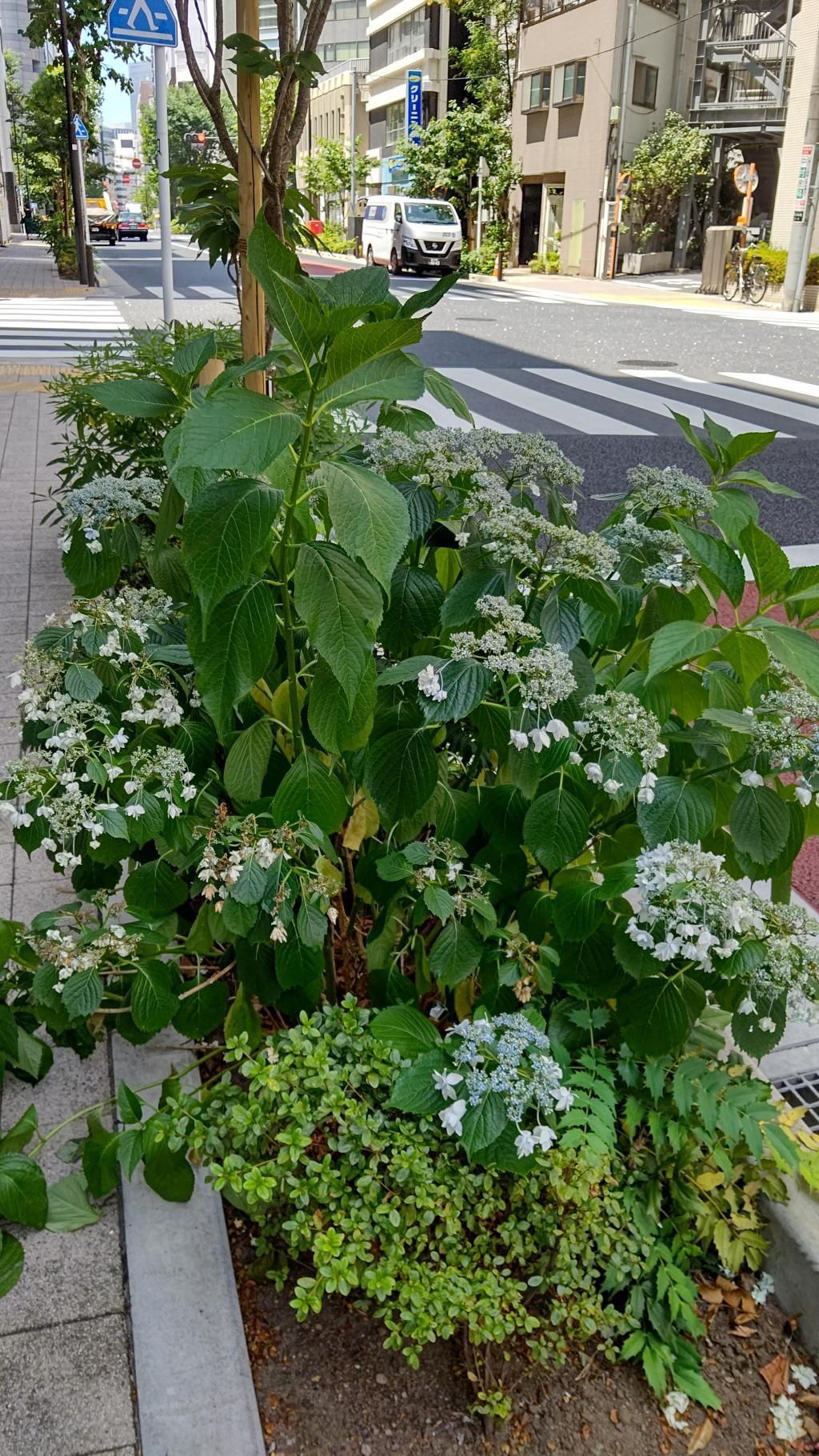 bigleaf hydrangea called "Sumida Fireworks" planted in the planting of Miyuki Street?
