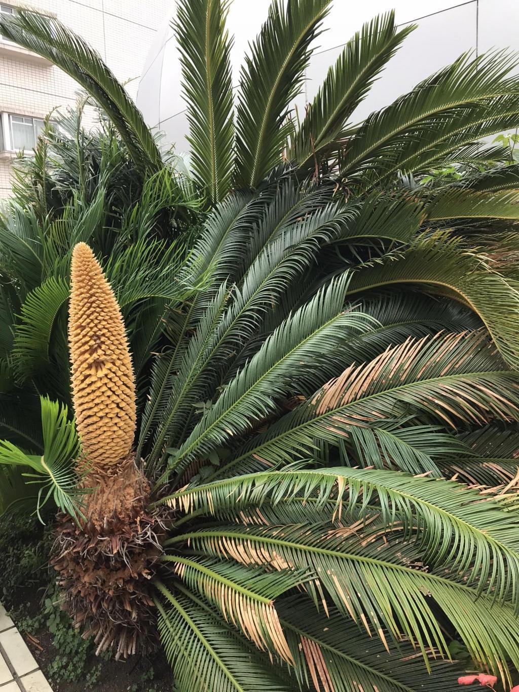  The flowers of cycad bloomed