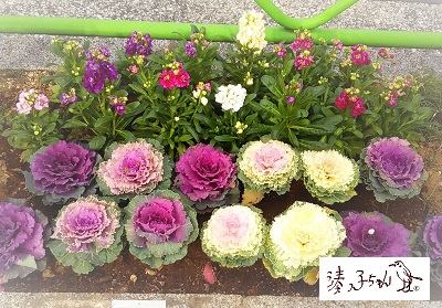  The sidewalk in Chuo-ku is interesting! 26 [Flowering Town Corner Edition 2]