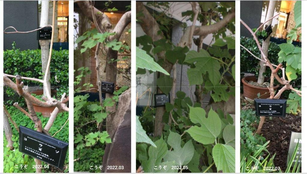 Growing process of mulberry Tree (March to July 2022), which is used as a material for Japanese paper in front of Ozu Washi Store (March to July 2022).