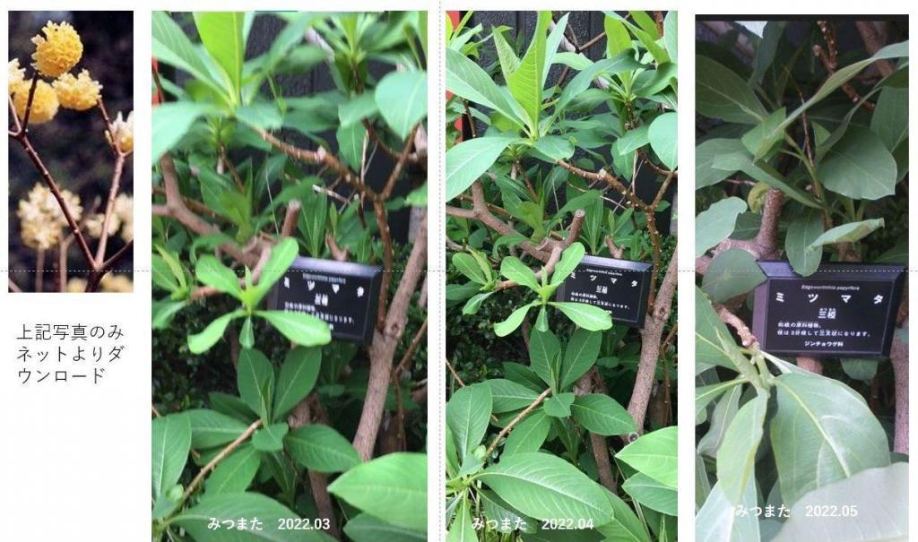 Growing process of Mitsumata Tree (March to July 2022) that serves as a material for Japanese paper in front of Ozu Washi Store.