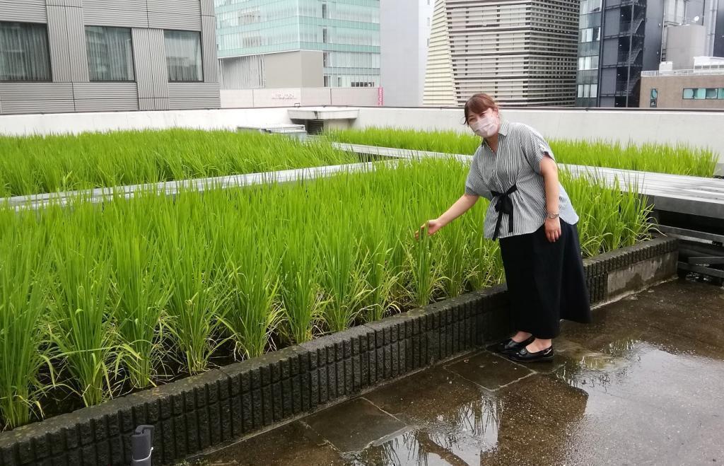  Hakutsuru Ginza Tenku Farm
　　Rice growth as of 2022
　　~ Hakutsuru Sake Brewery ~