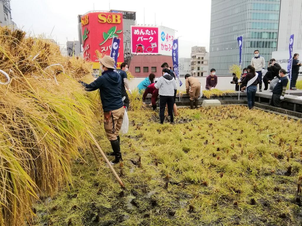  Hakutsuru Ginza Tenku Farm
　　Rice growth as of 2022
　　~ Hakutsuru Sake Brewery ~