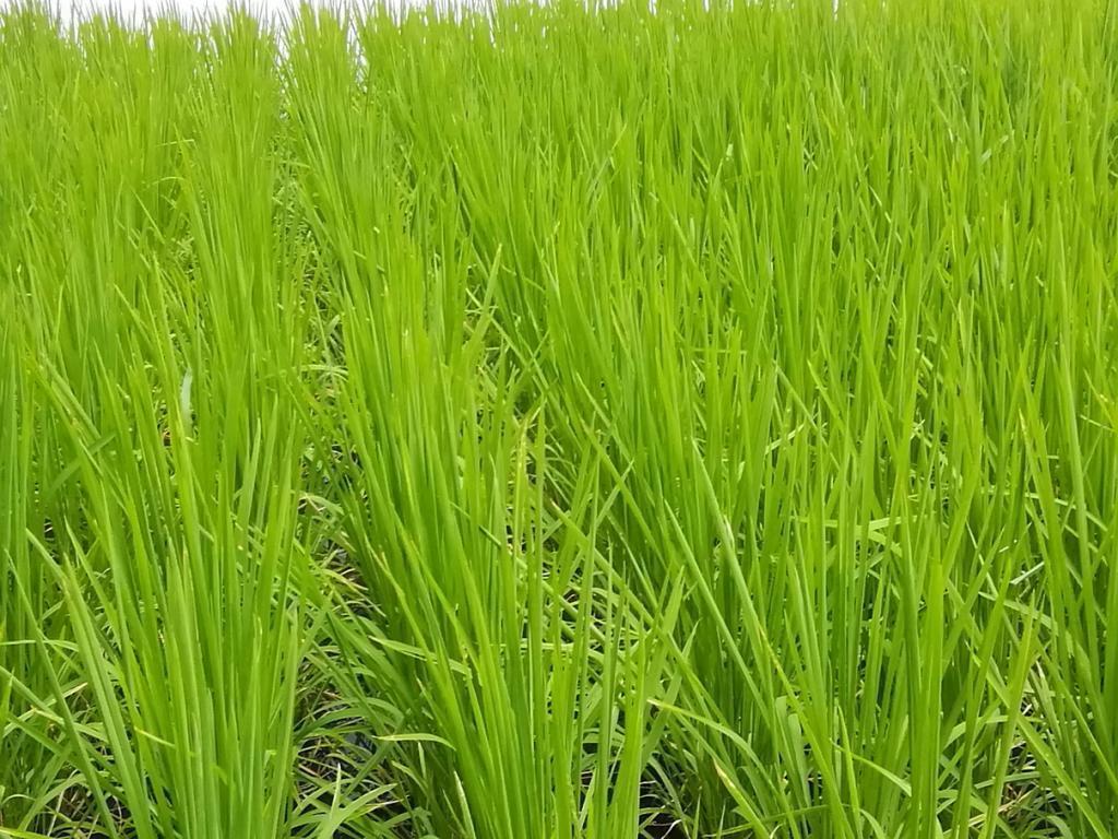  Hakutsuru Ginza Tenku Farm
　　Rice growth as of 2022
　　~ Hakutsuru Sake Brewery ~