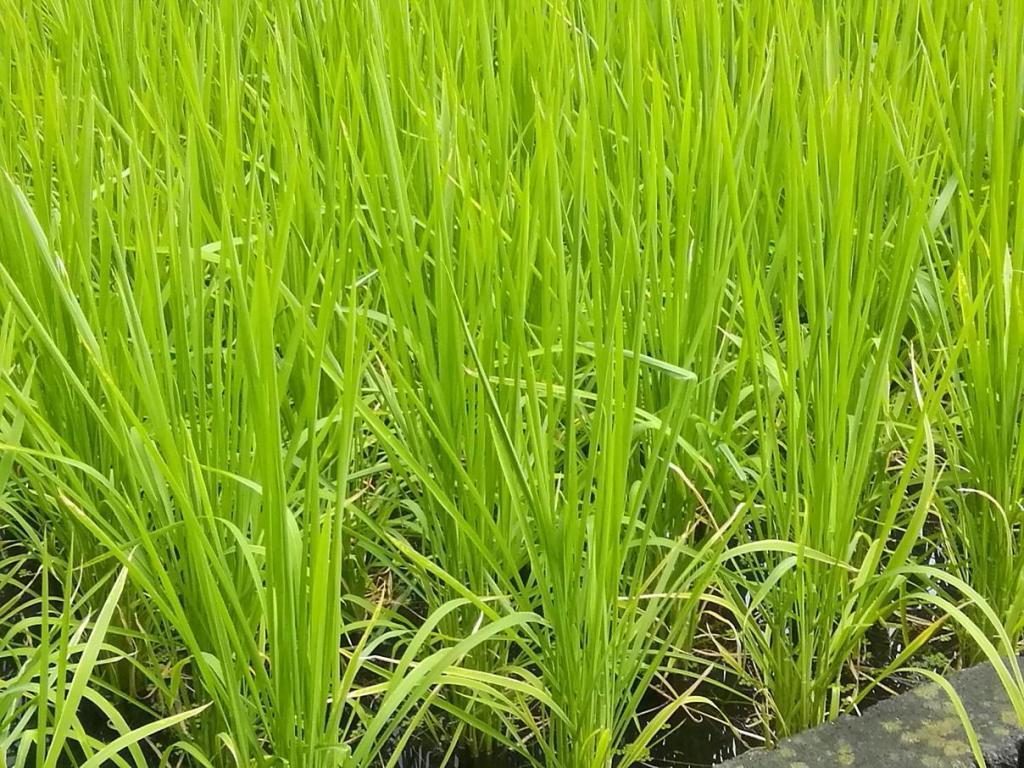  Hakutsuru Ginza Tenku Farm
　　Rice growth as of 2022
　　~ Hakutsuru Sake Brewery ~