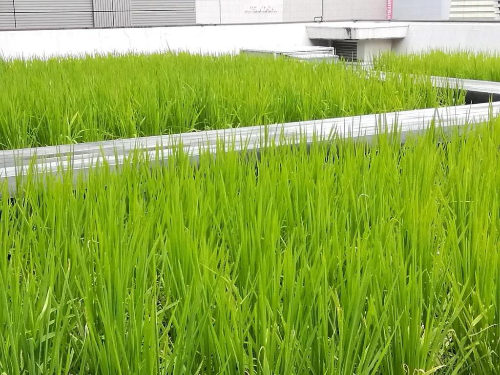  Hakutsuru Ginza Tenku Farm
　　Rice growth as of 2022
　　~ Hakutsuru Sake Brewery ~