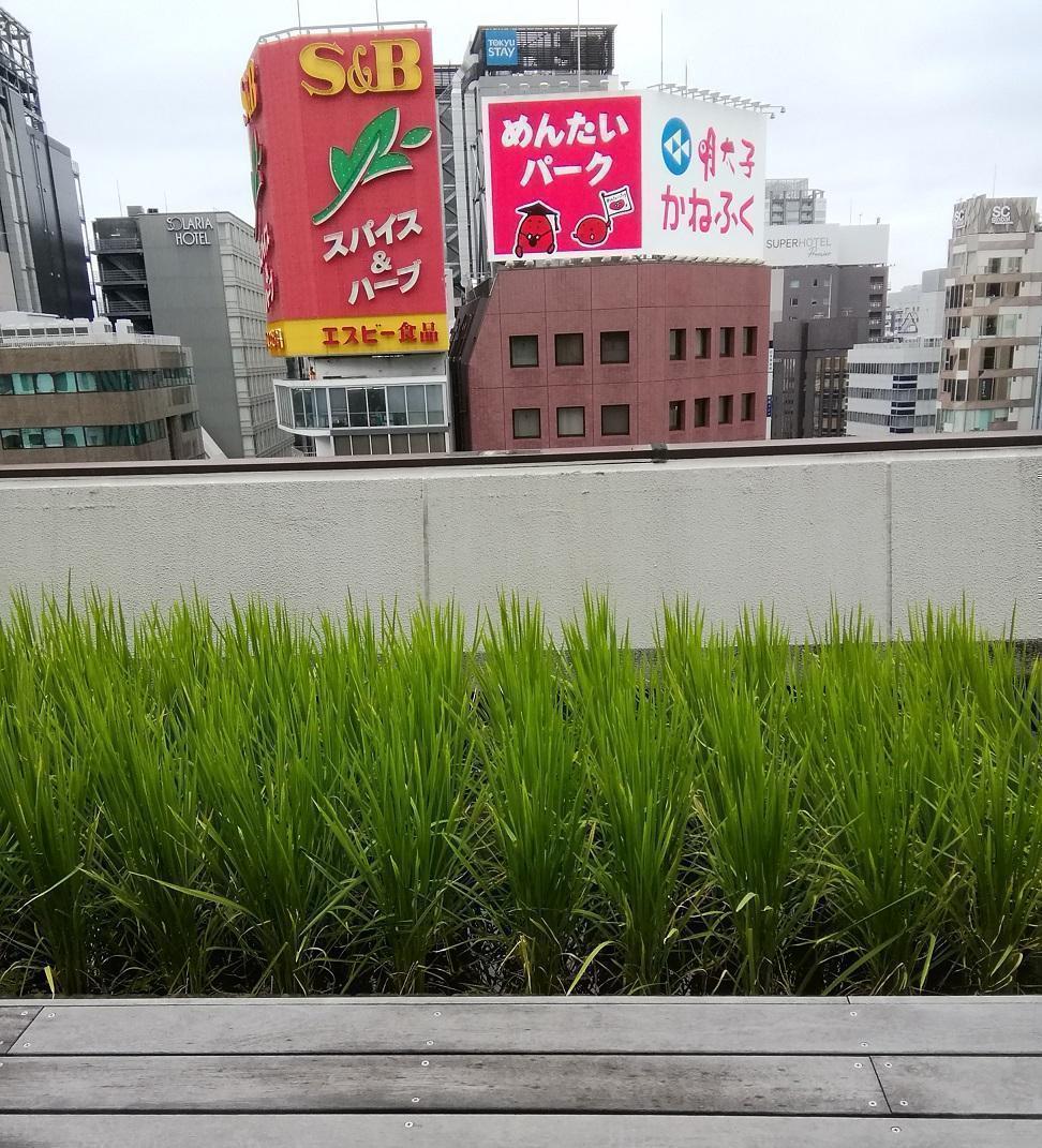  Hakutsuru Ginza Tenku Farm
　　Rice growth as of 2022
　　~ Hakutsuru Sake Brewery ~