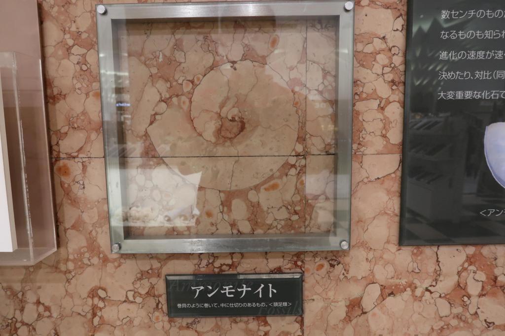 Get the "Fossil Exploration Map" Let's go to find adult free study "town fossils"!
[Nihonbashi San Echizen Main Store]