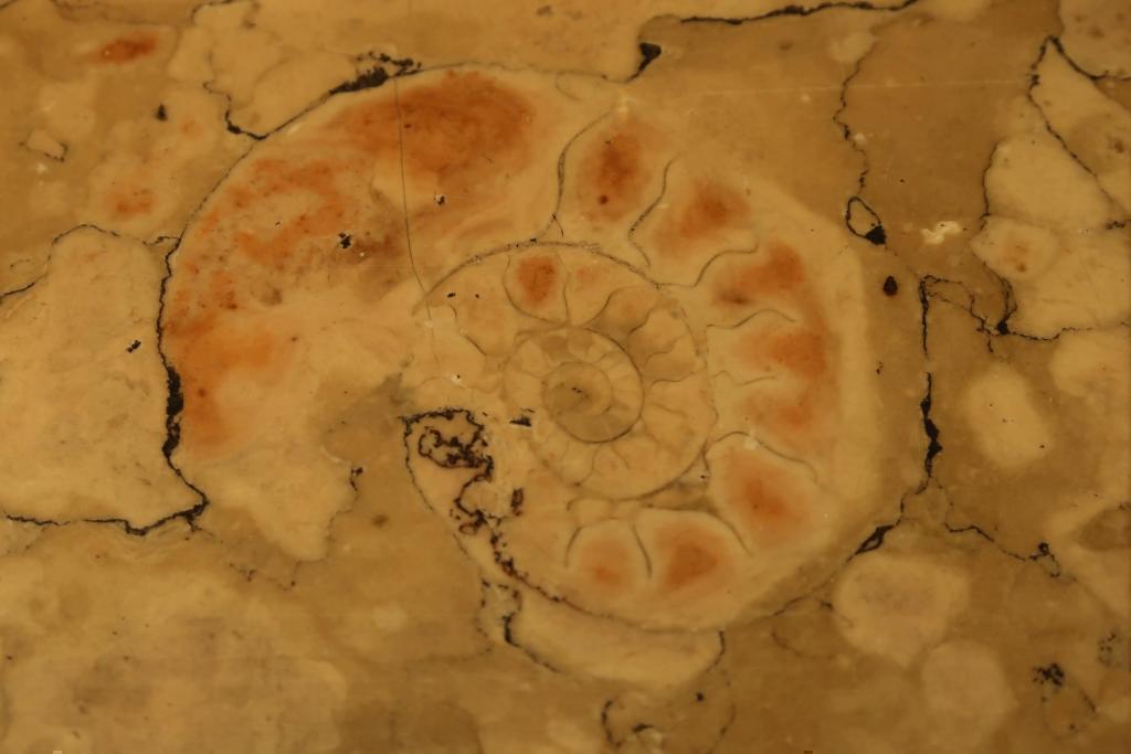 Depa underground ammonite! (I want to make this word buzz!) Let's go to find adult free study "town fossils"!
[Nihonbashi San Echizen Main Store]