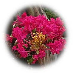  2022 Color of "crape myrtle" under the scorching sun