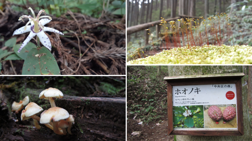  Let's touch the forest this fall! "Mori of Chuo-ku" Introduction Exhibition