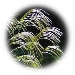  Japanese pampas grass, a feature of early autumn 2022