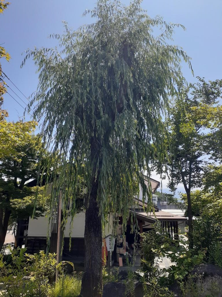  [Excursion Series No. 51] The tree-lined road of Yanagi Nisei in Ginza in Iiyama City