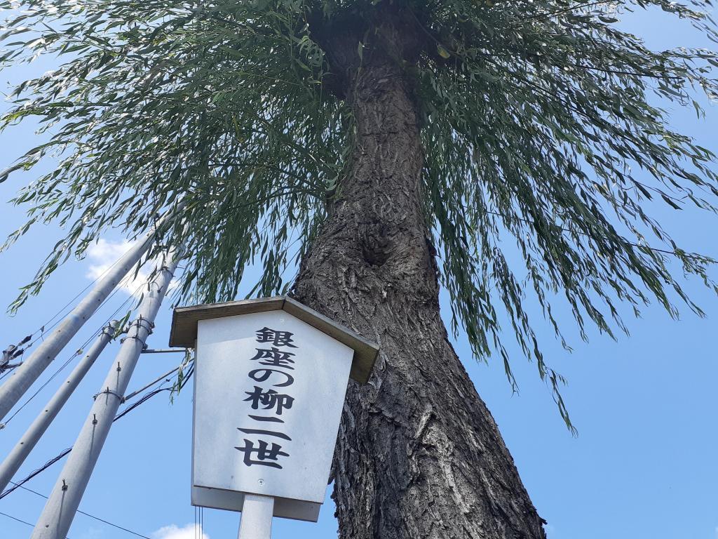  [Excursion Series No. 51] The tree-lined road of Yanagi Nisei in Ginza in Iiyama City