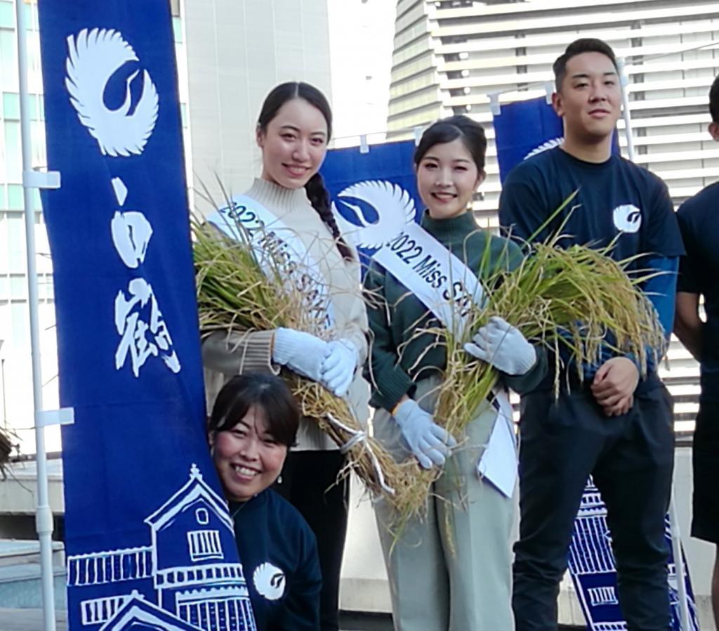  2022 Hakutsuru Ginza Tenku Farm
　Rice harvesting
　　~ Hakutsuru Sake Brewery ~