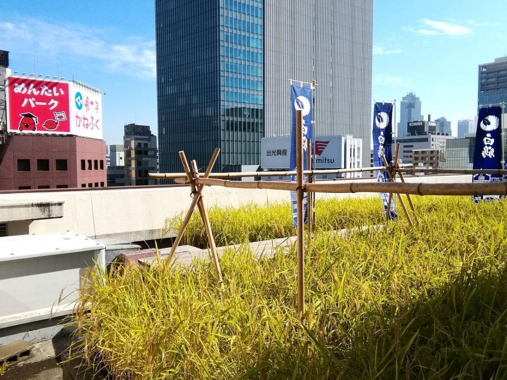  2022 Hakutsuru Ginza Tenku Farm
　Rice harvesting
　　~ Hakutsuru Sake Brewery ~